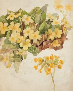 Studie van sleutelbloemen en koekoeksbloemen door Laura Darcy Strutt